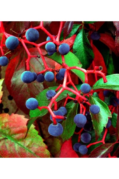 Виноград дівочий п`ятилисточковий Енгельмана / Партеноциссус | Виноград девичий пятилисточковый Энгельмана / Партеноциссус | Parthenocissus quinquefolia varieties Еngelmannii