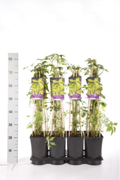 Виноград дівочий п`ятилисточковий Енгельмана / Партеноциссус | Виноград девичий пятилисточковый Энгельмана / Партеноциссус | Parthenocissus quinquefolia varieties Еngelmannii