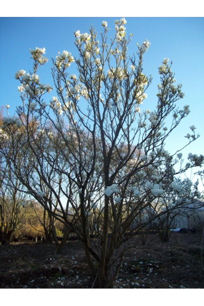Магнолія Альба Суперба деревоподібний кущ з розлогою кроною