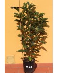 Магнолия суланжа Альба Суперба | Magnolia soulangeana Alba Superba | Магнолія суланжа Альба Суперба
