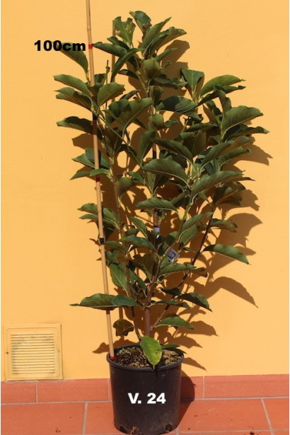 Магнолія Альба Суперба саджанець в горщику 