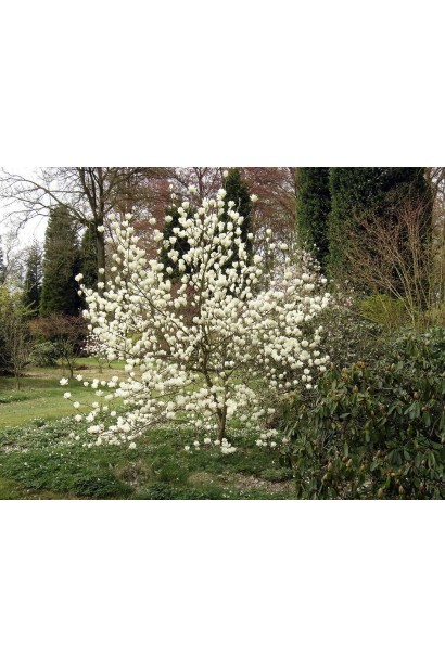 Магнолія суланжа Альба Суперба рясне цвітіння 