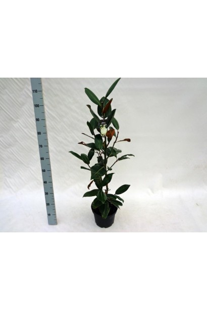 Магнолія Сулянжа Альба Суперба