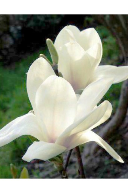 Магнолія суланжа Альба Суперба великі тюльпаноподібні квіти білого кольору