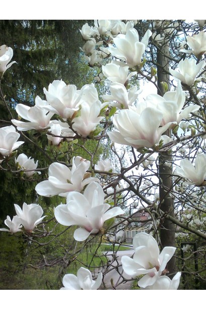 Магнолія біла Альба Суперба 