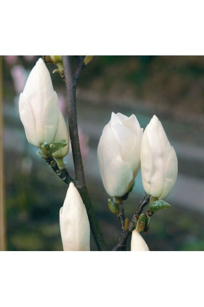 Білі з рожевим відтінком бутони магнолії Альба Суперба