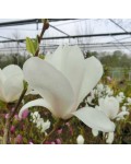 Магнолія суланжа Альба Суперба | Magnolia soulangeana Alba Superba | Магнолия суланжа Альба Суперба