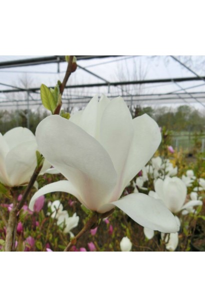 Magnolia soulangeana Alba Superba