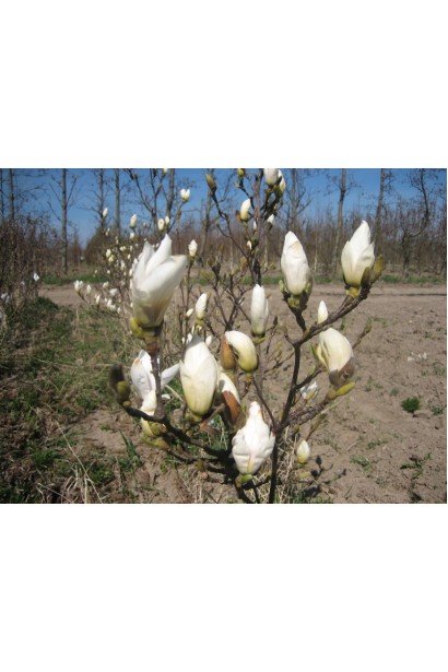 Магнолія Alba Superba білі квіти