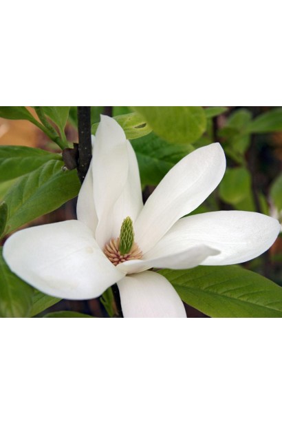 Магнолія Сулянжа Alba Superba