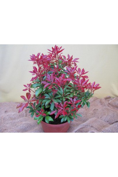 Pieris Forest Flame: ідеальний варіант для створення кольорового контрасту у ландшафті.