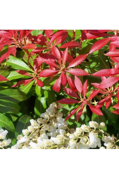 Листя Pieris Forest Flame: неймовірна трансформація від червоного до зеленого.