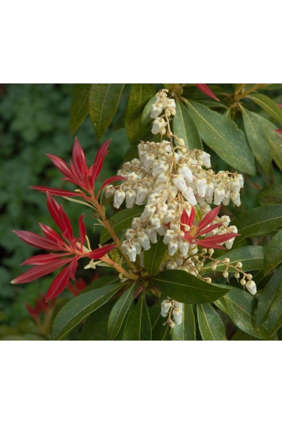 Квітки Пієріса Форест Флейм: білосніжні грона, що гармонують із яскравим листям.