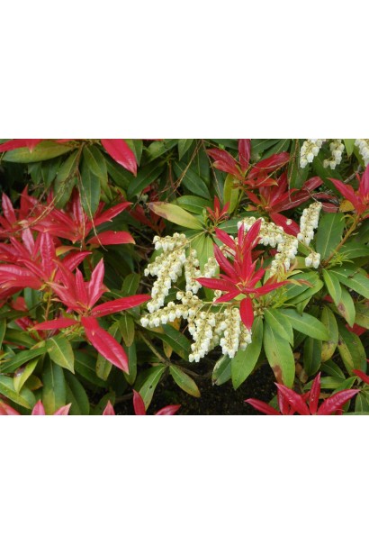 Кущ Пієріса Форест Флейм – чудовий вибір для кольорових акцентів у саду.