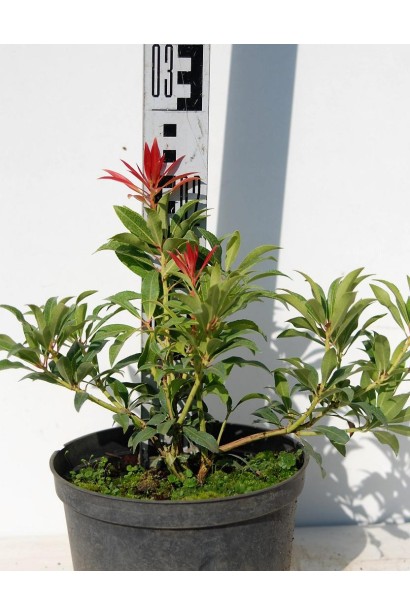 Пієріс японський Форест Флейм в контейнері