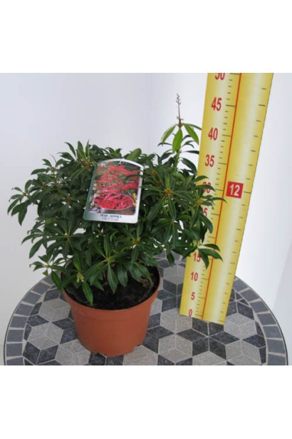 Пієріс японський Форест Флейм | Пиерис японский Форест Флэйм | Pieris japonica Forest Flame