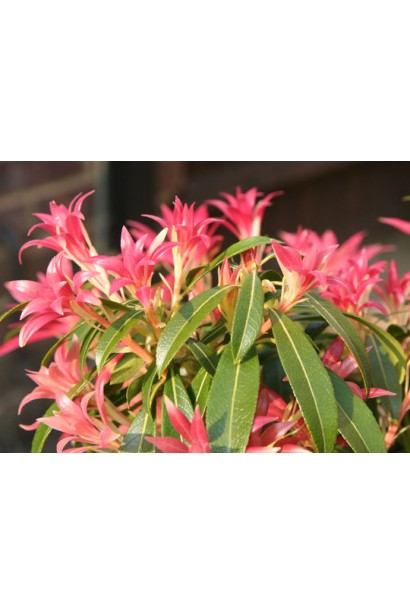 Кущ Форест Флейм: декоративна прикраса для тіньових куточків саду.