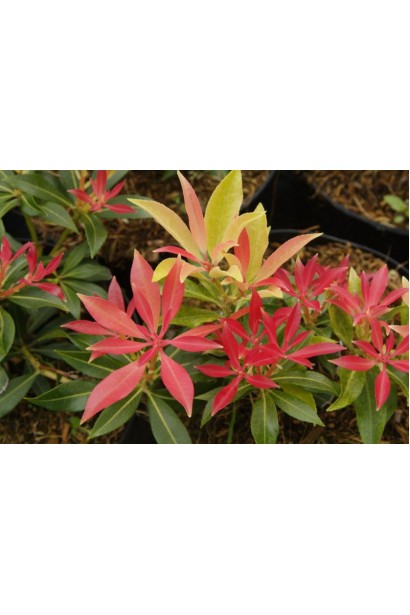 Пієріс Форест Флейм: рослина, що змінюється протягом року, створюючи сезонну динаміку.