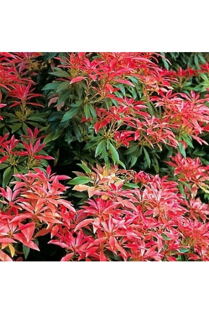 Молоде листя Пієріса Форест Флейм: вогняно-червоне, поступово стає кремово-зеленим.