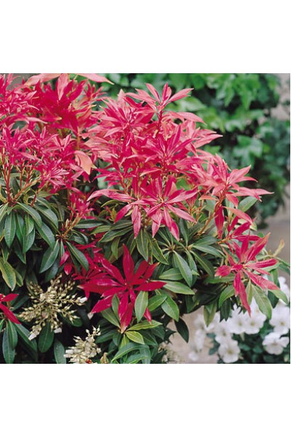 Пієріс японський Форест Флейм: витончений кущ для саду або контейнера.