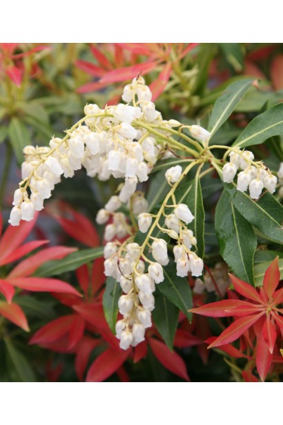 Квітучий Пієріс Форест Флейм: білі дзвоникоподібні суцвіття додають елегантності.