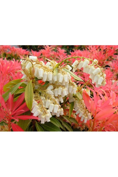 Пієріс Форест Флейм: яскравий чагарник із вогняно-червоними молодими листками.