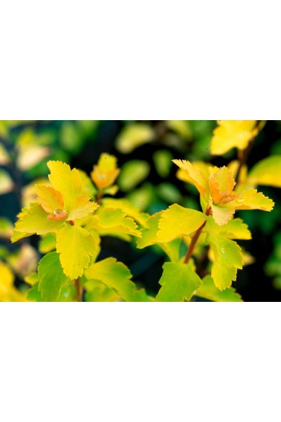 Спирея вангутта Голд Фонтейн