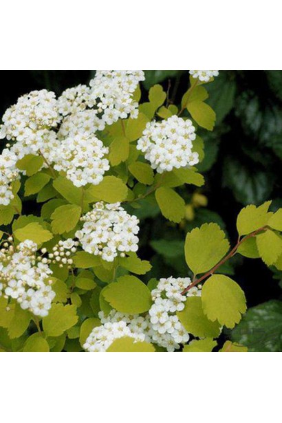 Изящный куст спиреи Голд Фонтейн с белыми цветами.