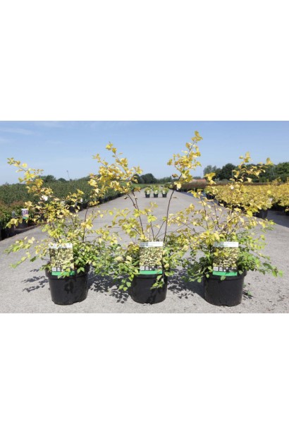 Спирея вангута Голд Фонтейн в садовом центре.