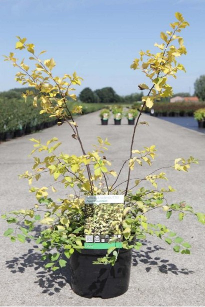 Спирея Голд Фонтейн – гармония цвета и формы.