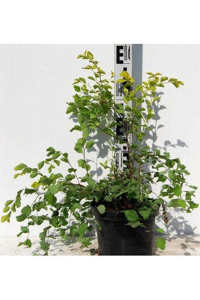 Спирея вангутта Голд Фонтейн в контейнере