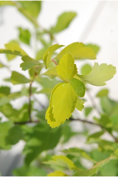 Spiraea vanhouttei Gold Fontain