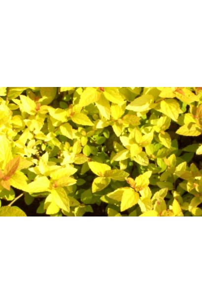 Золотые листья спиреи Голд Фонтейн в саду.