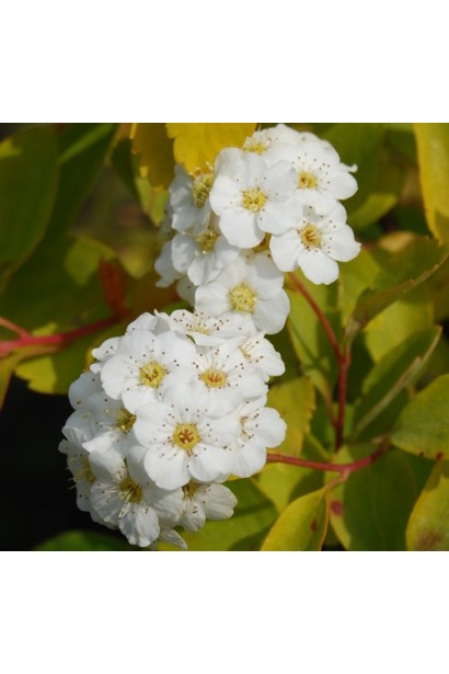 Spiraea vanhouttei Gold Fontain