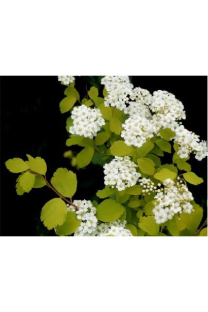 Весеннее цветение спиреи Голд Фонтейн.