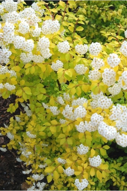 Спирея Вангута Голд Фонтейн для ярких композиций.