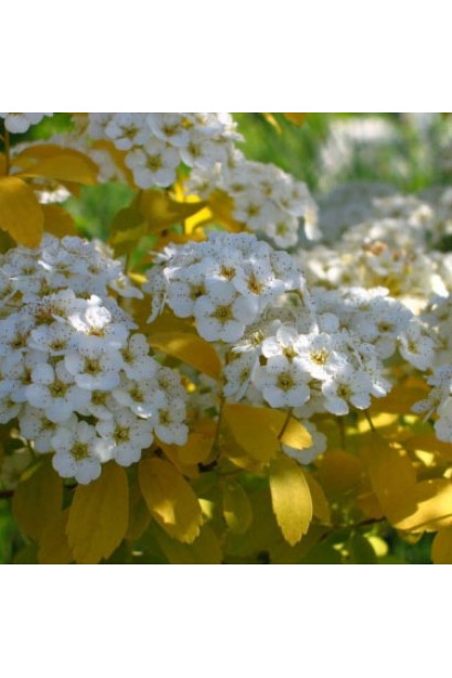 Куст с золотыми листьями и обильными цветами.