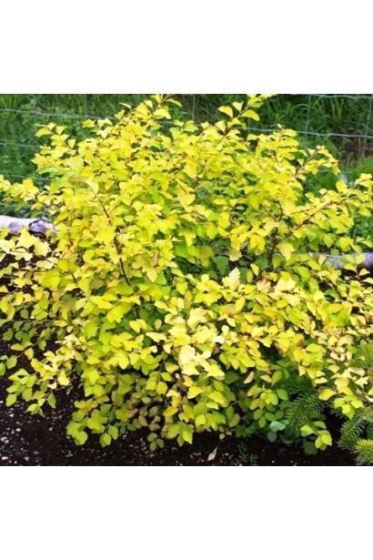Куст спиреи Голд Фонтейн с золотыми оттенками.