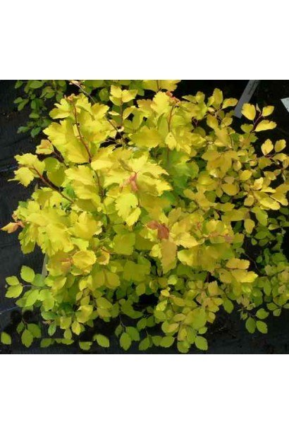 Яркий акцент в саду – спирея Голд Фонтейн.