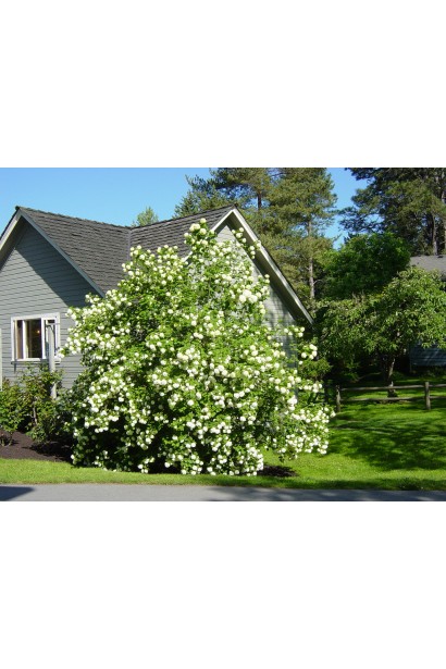 Viburnum opulus Snowball