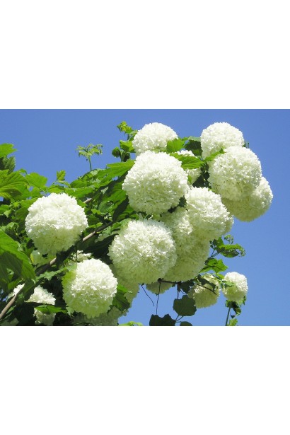 Шаровидные белые соцветия калины Розеум