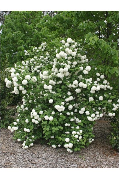 Калина обыкновенная Розеум / Бульденеж (белый шар) 
