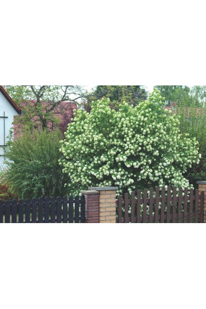 Калина обыкновенная Розеум в саду