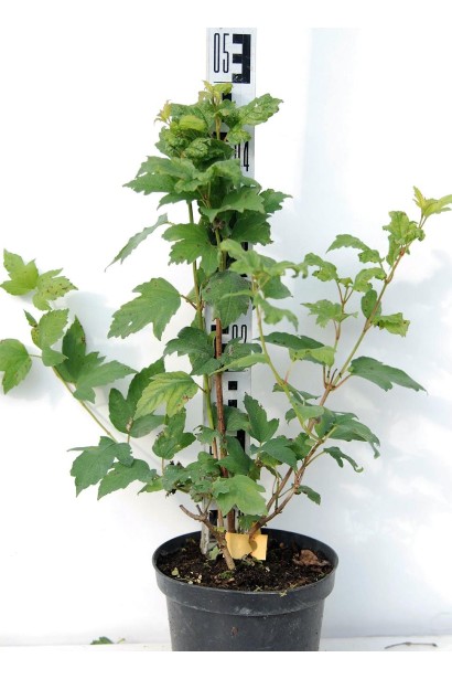 Калина Бульденеж в горшочке 3 л 40-50 см