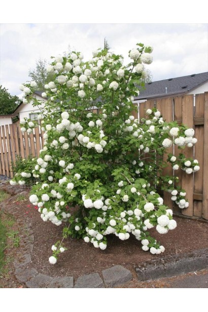 Viburnum opulus Roseum 