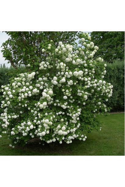 Viburnum opulus Roseum / Snowball (white ball)