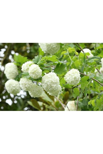 Калина Снежный Шар цветы