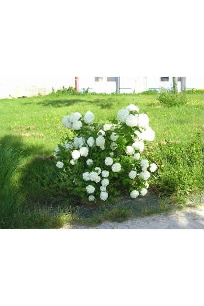 Калина Белый Шар