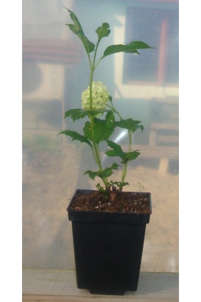 Калина обыкновенная Розеум саженец Р9