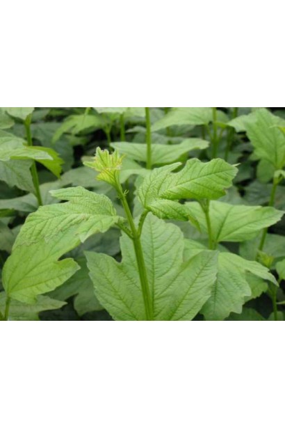 Калина Сноубол светло-зеленые весенние листья